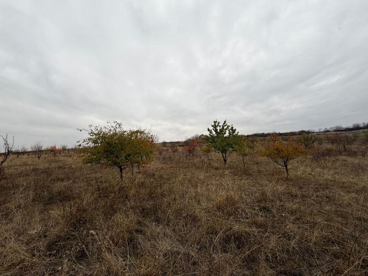 Teren agricol extravilan de 8000 mp, în Sântimbru