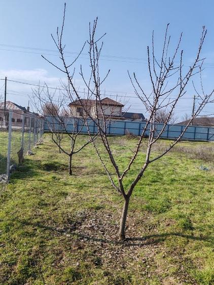 Teren de 1100 mp, în Chiscani