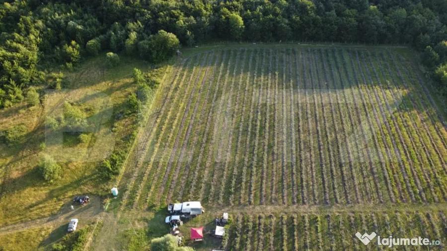 Afacere la Cheie: Planta?ie Afine 1.93 Ha Profit Ga - Bistrita (Bistrita-Nasaud) - 6