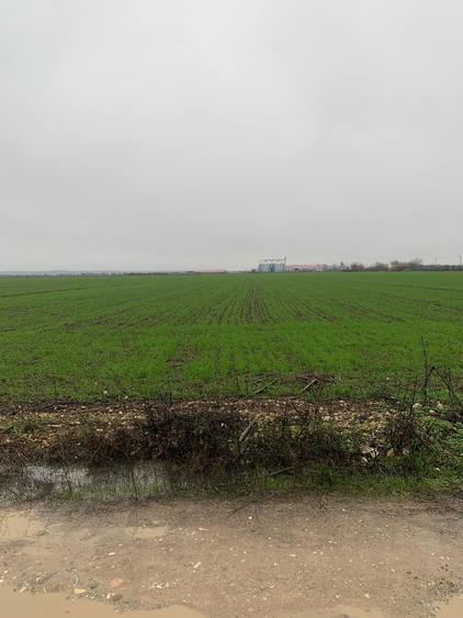 Teren Construcții intravilan de 44000 mp, în Dascălu