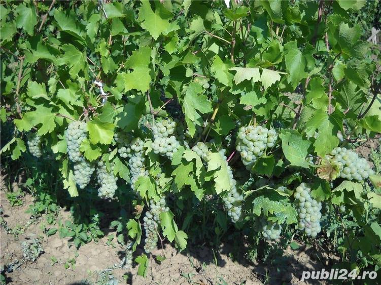 Teren de 6000 mp, în Frumoasa