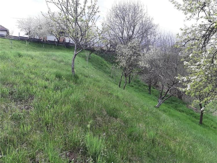 Teren de 1017 mp, în Arpașu de Sus
