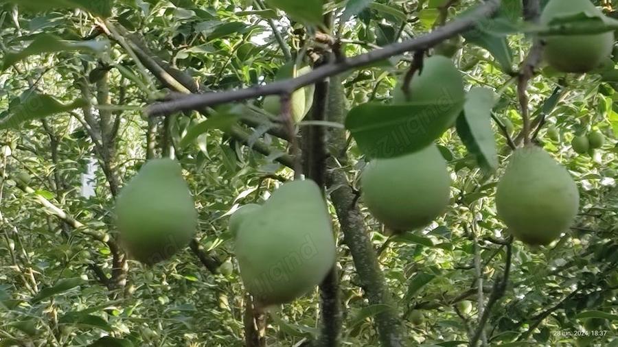 Casă cu 2 camere în Zimnicea