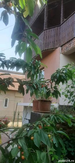 Casă cu 6 camere cu Teren 1054 Mp în Primăverii