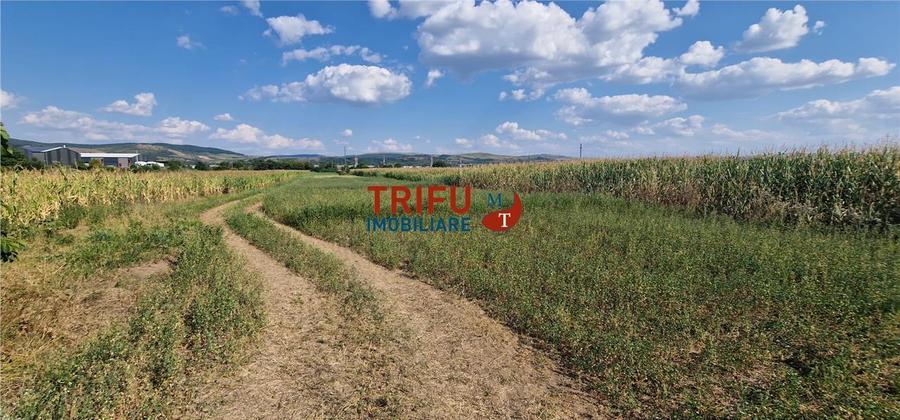 Teren Construcții intravilan de 5900 mp, în Periferie