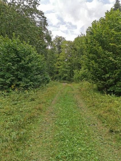 Teren intravilan de 4833 mp, în Tarcău