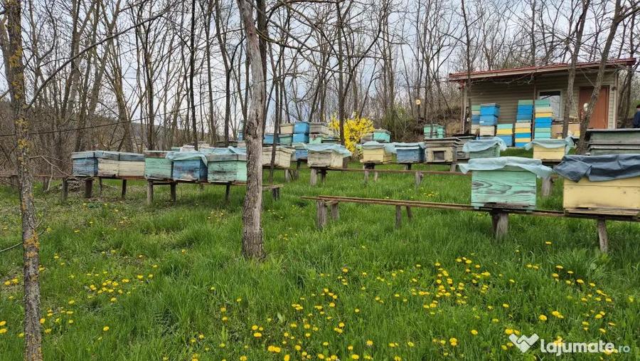 Casă cu 4 camere cu Teren 1500 Mp în Șendrești