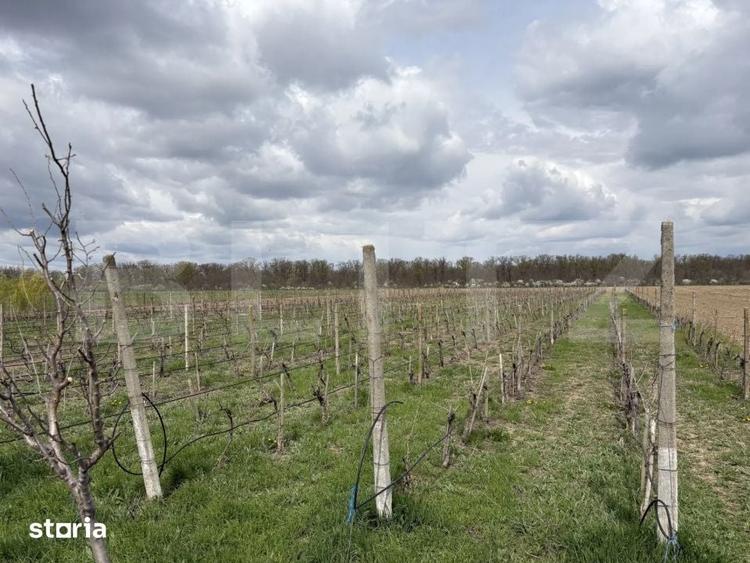 Teren de 405000 mp, în Ivești