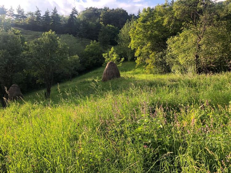 Teren de 2500 mp, în Pângărați