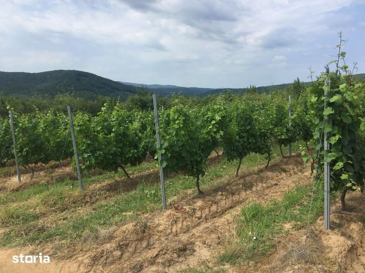 Investitie viticola - podgorie 65 ha si infrastructura productie vin - 3