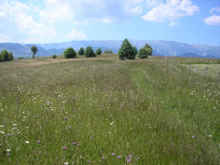 Teren intravilan de 3700 mp, în Moieciu de Jos