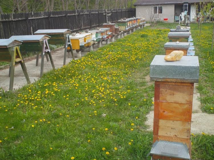 Casă cu 5 camere cu Teren 2100 Mp în Ordoreanu