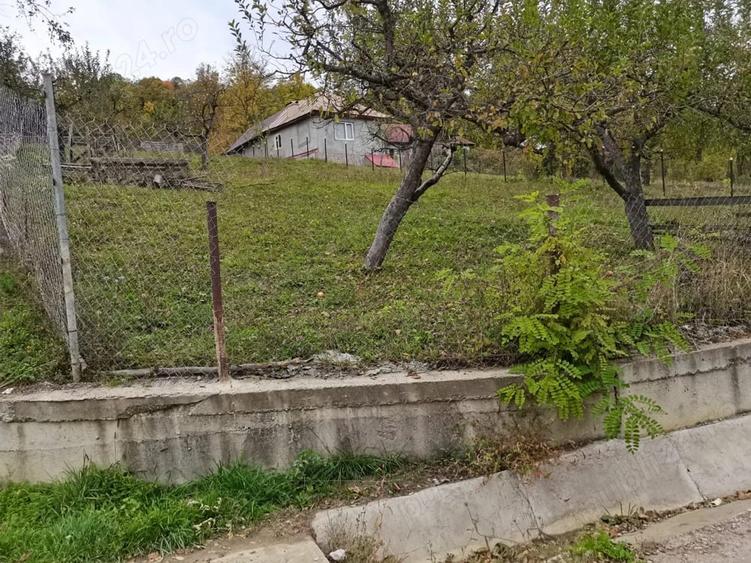Teren de 1600 mp, în Provița de Sus