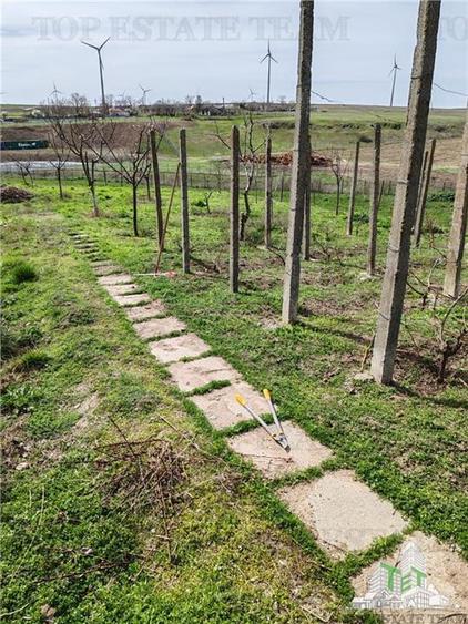 Colt de rai la tara doua case renovate cu baie, livada si vita de vie - 21