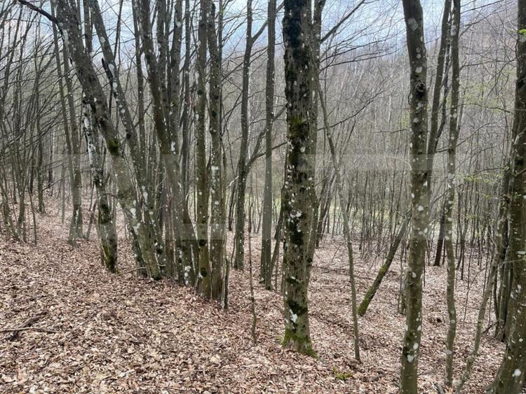 Teren extravilan de 3500 mp, în Aleșd