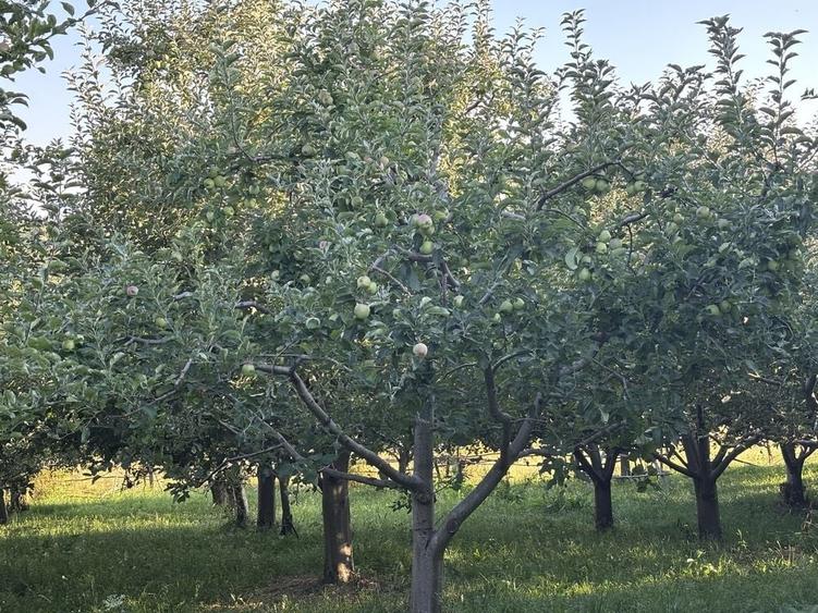 Teren de 5000 mp, în Boteni