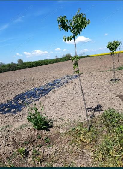 Teren de 6471 mp, în Obad