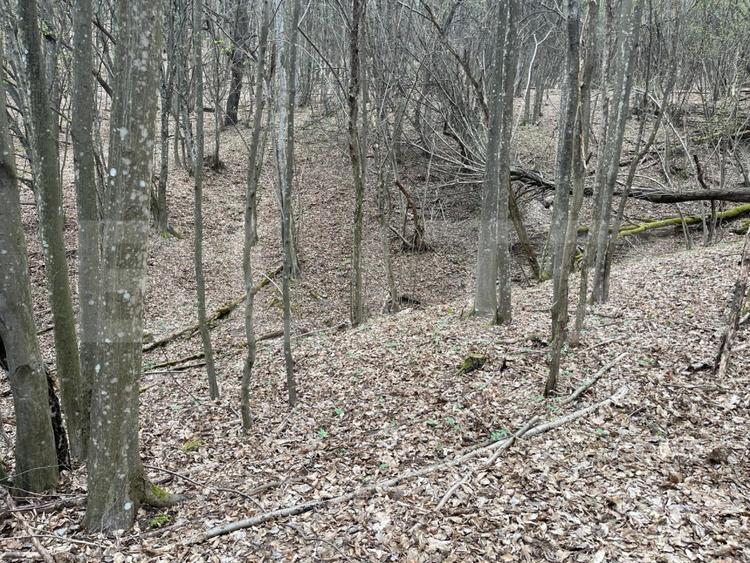 Teren extravilan de vanzare, 3.5 ha padure + pasune in Comuna Borod - 7