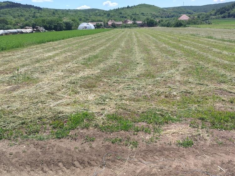 Teren Construcții intravilan de 3024 mp, în Totoi
