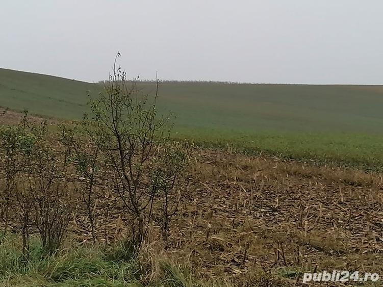 Teren în Viișoara