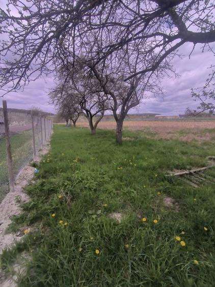 Teren de 48000 mp, în Ilișești