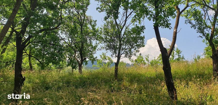 Teren de 3600 mp, în Șotrile