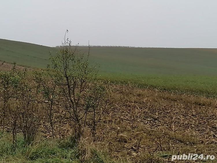Teren în Viișoara