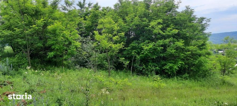 Teren de 3000 mp, în Mărgineni