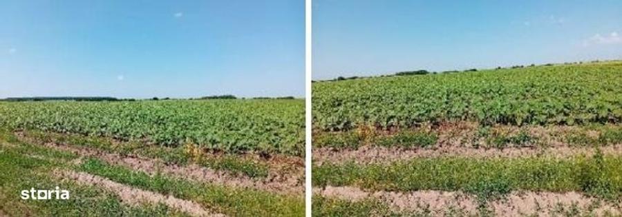 Teren de 2229 mp, în Periș