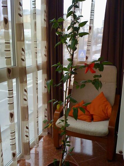 Pers. Fizica Vand apartament cu 3 camere Cetate locatie excelenta - 6