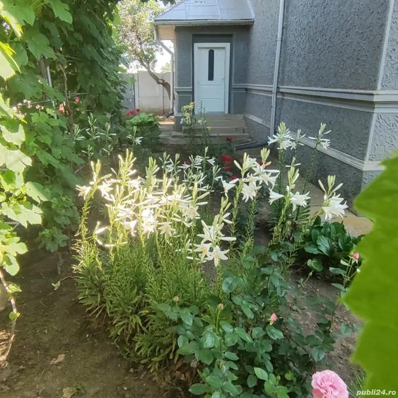 Casă cu 4 camere cu Teren 4100 Mp în Obârșia