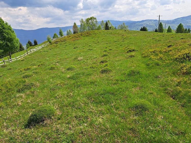 Teren de 10000 mp, în Albac