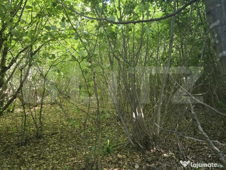 Teren de 524 mp, în Făget