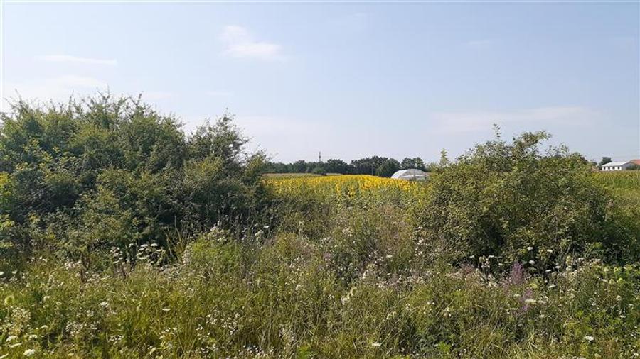 Teren agricol intravilan de 4971 mp, în Chiribiș