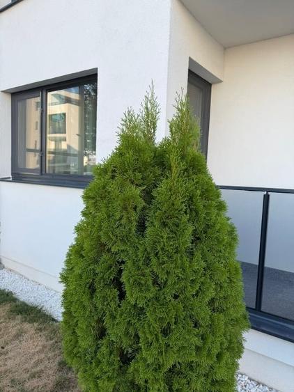 Apartament cu 2 camere decomandat în Tunari
