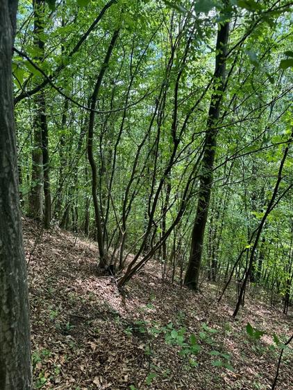 Teren de 5600 mp, în Vărbila