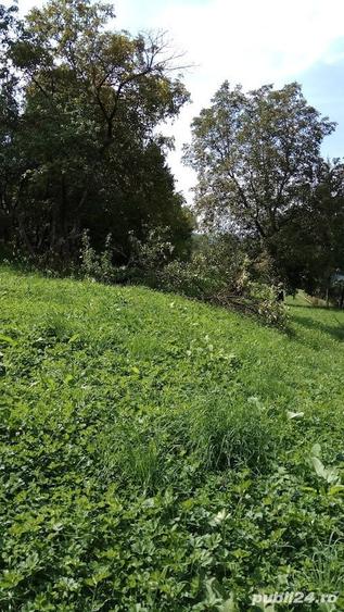 Teren de 9042 mp, în Moisei