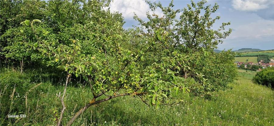 Teren agricol extravilan de 5000 mp, în Șura Mare