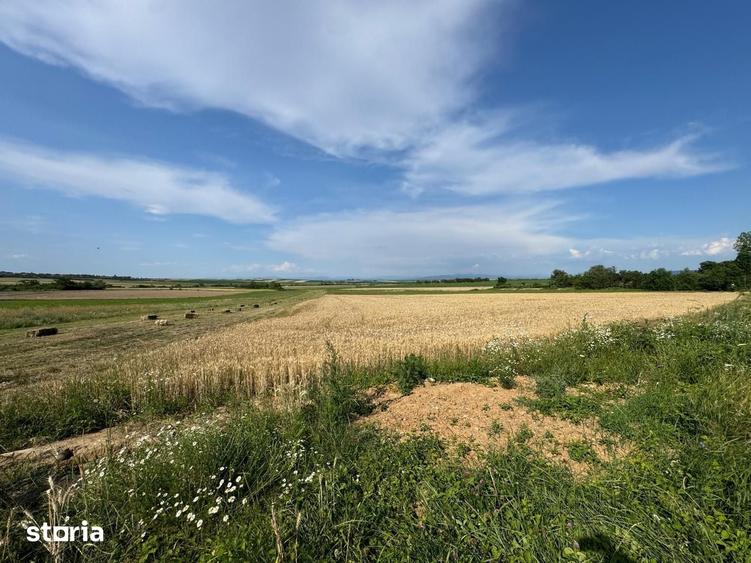 Teren de 3632 mp, în Viile Satu Mare