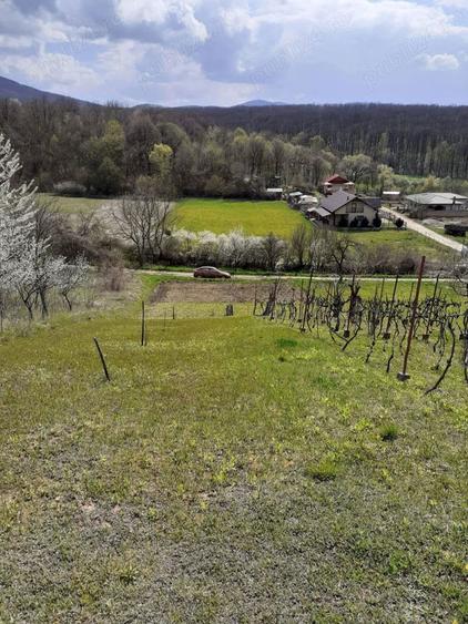 Teren de 1200 mp, în Central