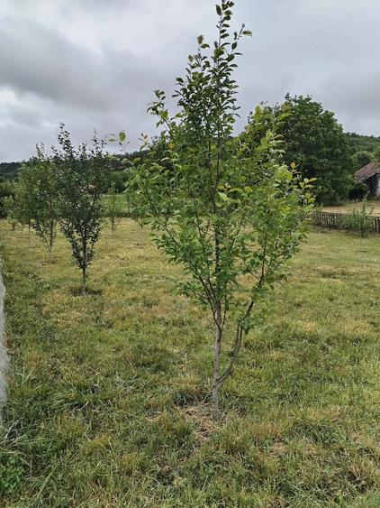 Casă cu 2 camere cu Teren 6000 Mp în Lechincioara