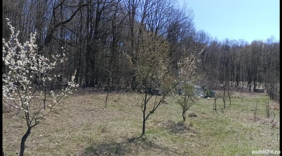 Teren de 4466 mp, în Hârsa