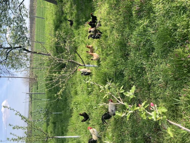 Teren de 800 mp, în Central