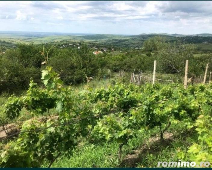 Teren de 1700 mp, în Vispești