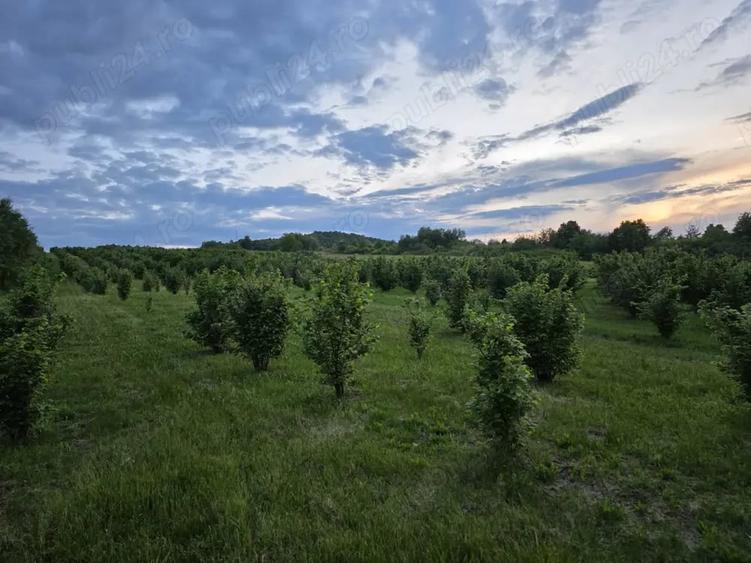 Teren de 27000 mp, în Orașu Nou