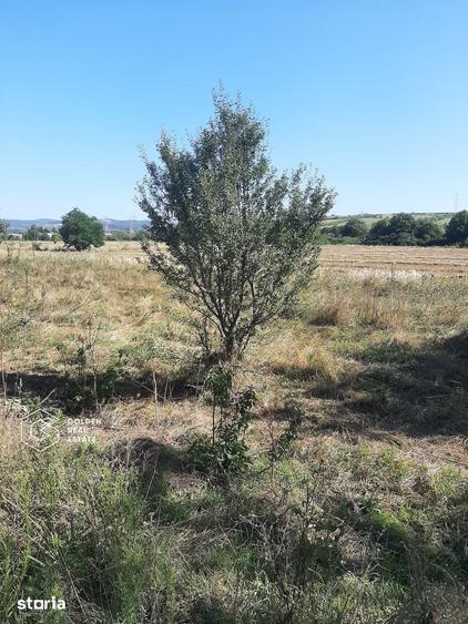 Teren de 1300 mp, în Central