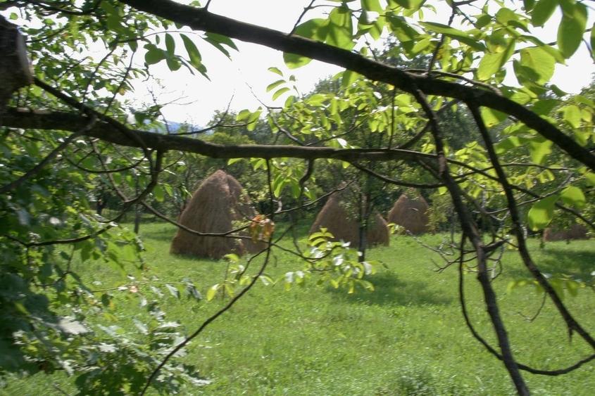 Teren în Pruni