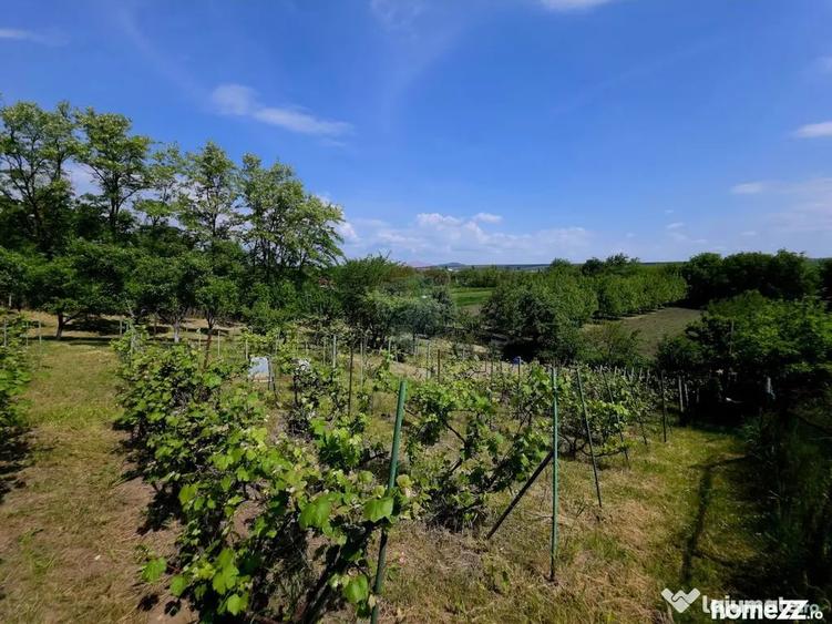 Teren de 4516 mp, în Doina