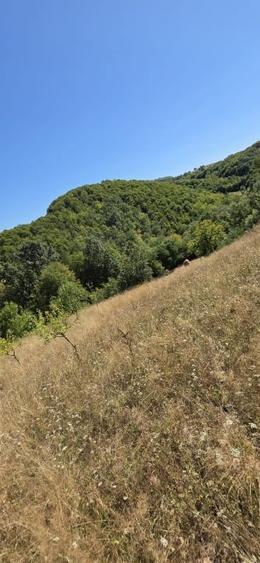 Teren Construcții intravilan de 6459 mp, în Luncoiu de Jos