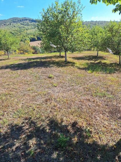 Teren de 5000 mp, în Vânători
